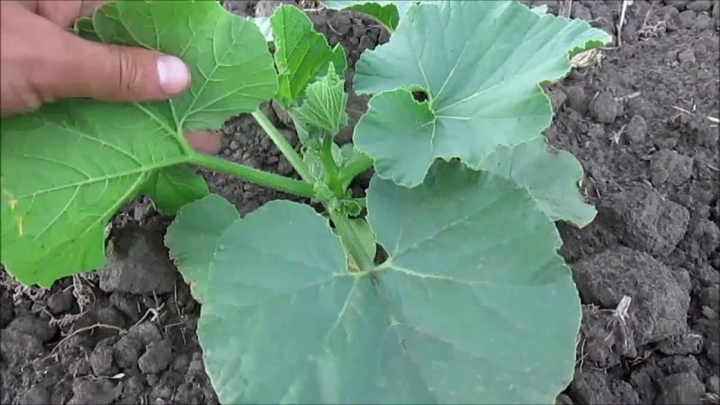 How, when and how to feed a pumpkin during flowering and fruiting: advice from gardeners and common mistakes