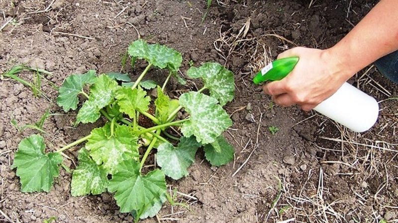 Hogyan, mikor és hogyan lehet etetni a tököt virágzás és termés közben: kertészek tanácsai és általános hibák