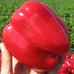 Výběr nejlepších odrůd papriky zeleninové s popisem