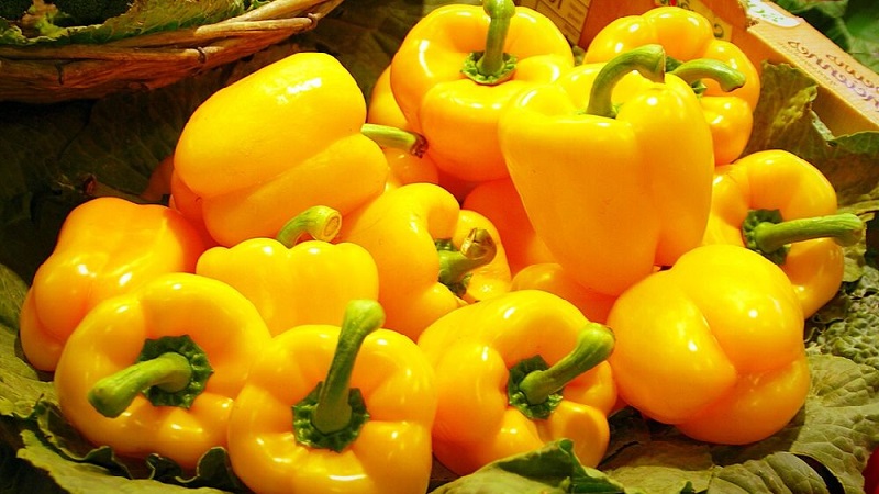Výber najlepších odrôd papriky zeleninovej s popisom