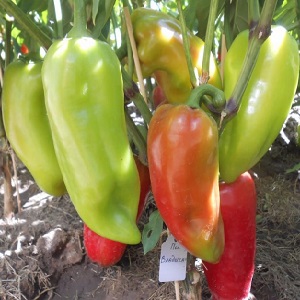 A selection of the best varieties of sweet peppers with a description