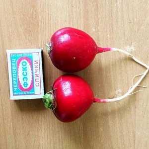 Une variété de radis Duro productive et peu pointilleuse
