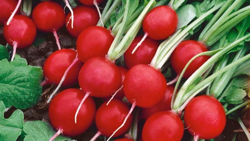 Pourquoi l'hybride de radis Cherriet est-il bon et pourquoi il vaut la peine d'être cultivé