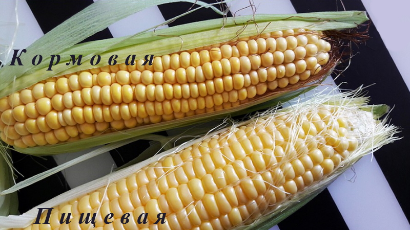 What is feed corn, how to distinguish it from food and where to use it