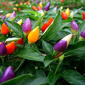 A selection of the best varieties of hot peppers and tips for their selection