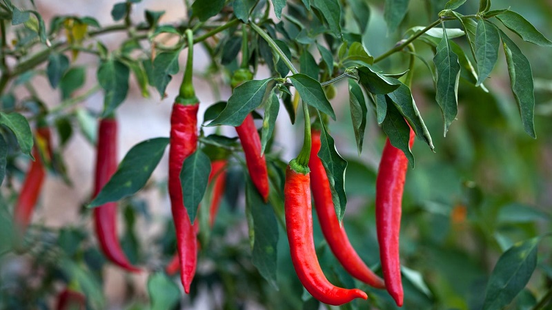 Et utvalg av de beste variantene av paprika og tips for valg av dem