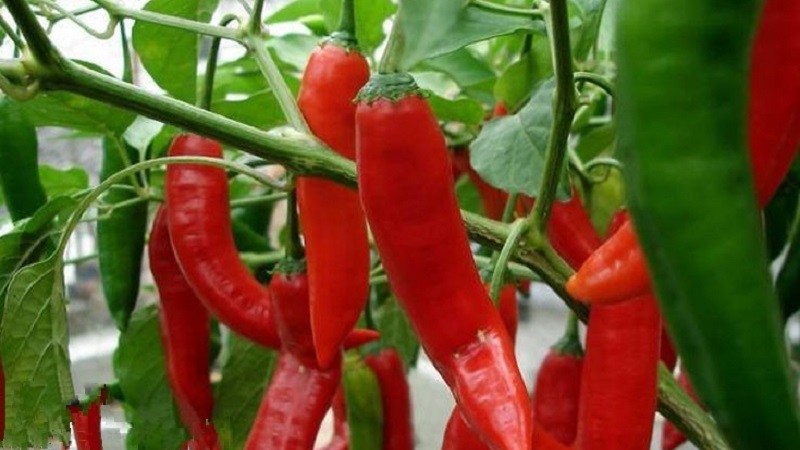 Uma seleção das melhores variedades de pimenta e dicas para escolhê-la