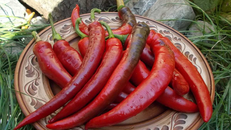 Výber najlepších odrôd papriky a tipov na ich výber
