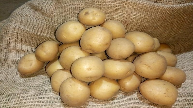 Delicioses patates madures primerenques Colomba (Colombo) de criadors holandesos
