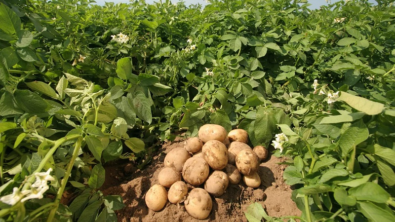 Läckra tidiga mogna potatis Colomba (Colombo) från holländska uppfödare