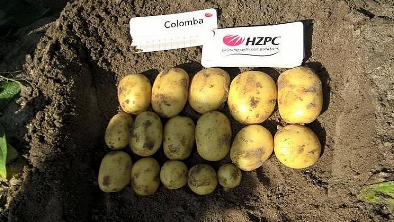 Herkulliset varhaisen kypsät perunat Colomba (Colombo) hollantilaisilta kasvattajilta