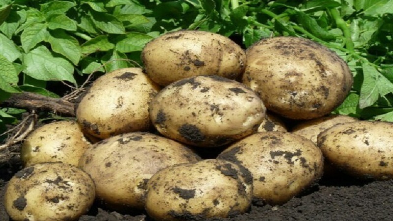 Deliciosas patatas maduras tempranas Colomba (Colombo) de criadores holandeses