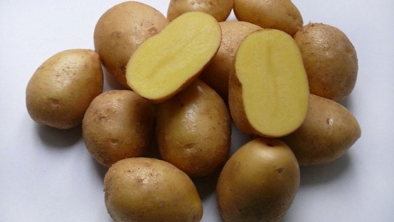 Masarap maagang hinog na patatas Colomba (Colombo) mula sa mga Dutch breeders