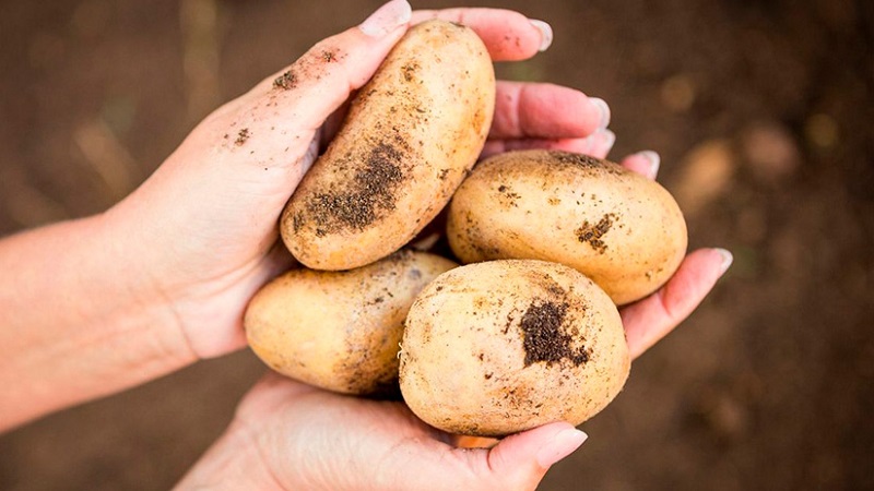 Deliciosas patatas maduras tempranas Colomba (Colombo) de criadores holandeses