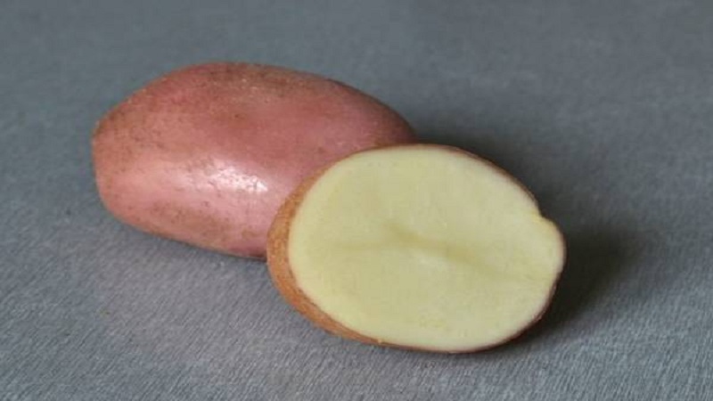 Ang kalagitnaan ng maagang talahanayan ng iba't ibang mga patatas ng Romano mula sa mga breeders na Dutch