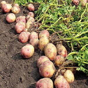 Sa kalagitnaan ng maagang talahanayan patatas Romano mula sa Dutch breeders