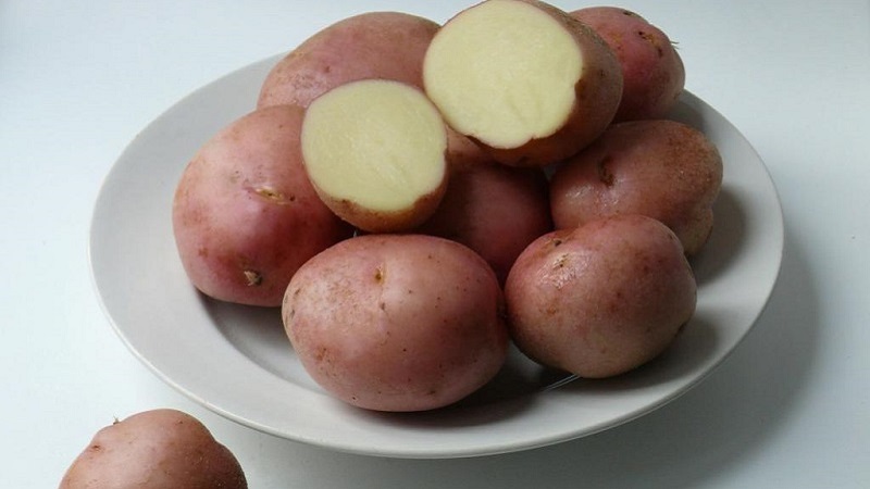 Sa kalagitnaan ng maagang talahanayan patatas Romano mula sa Dutch breeders