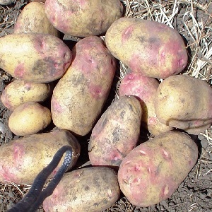 Ang kalagitnaan ng maagang talahanayan ng iba't ibang mga patatas ng Romano mula sa mga breeders na Dutch
