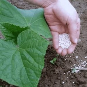 Varför gurka inte växer i ett växthus och hur man effektivt kan hantera detta problem
