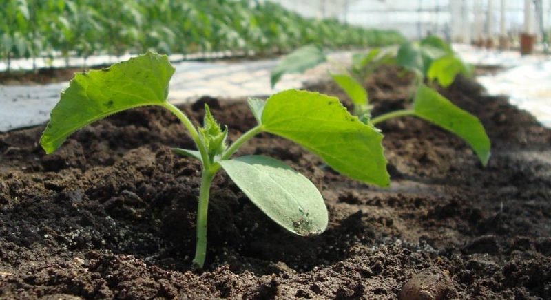Perché i cetrioli non crescono in una serra e come affrontare efficacemente questo problema