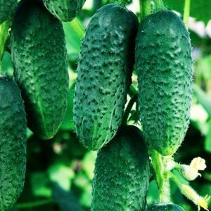 Waarom komkommers niet in de kas groeien en hoe dit probleem effectief kan worden aangepakt