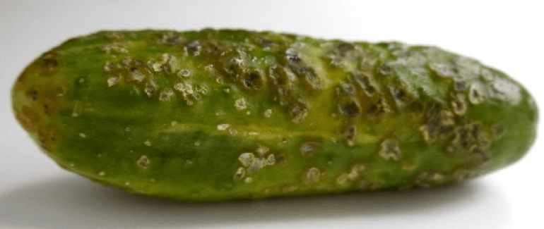 Perché i cetrioli non crescono in una serra e come affrontare efficacemente questo problema
