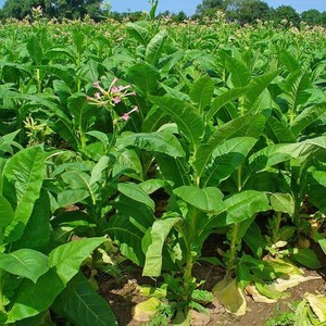 Um guia passo a passo sobre como cultivar tabaco Virginia 202