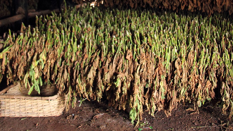 Guia passo a passo sobre como cultivar tabaco Virginia 202