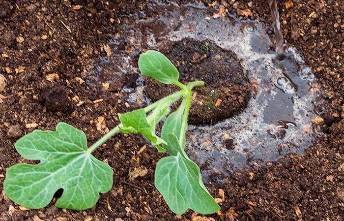 Wie man Wassermelonen im Freien gießt: Bewässerungshäufigkeit und Regeln
