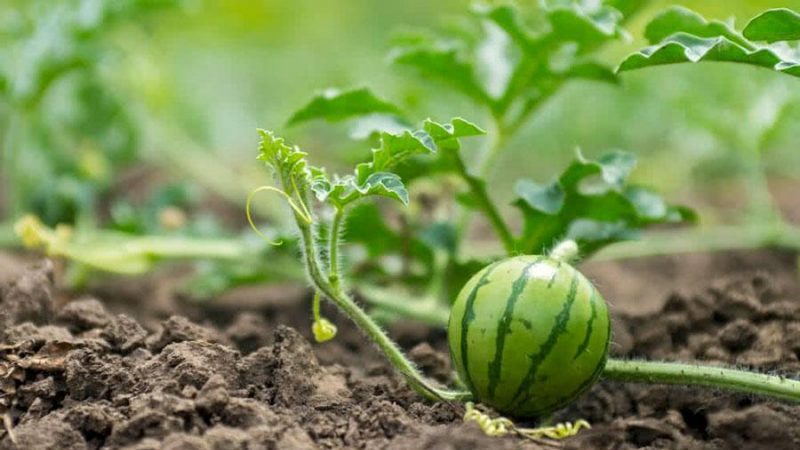 Watermeloenen buitenshuis water geven: frequentie en regels voor water geven