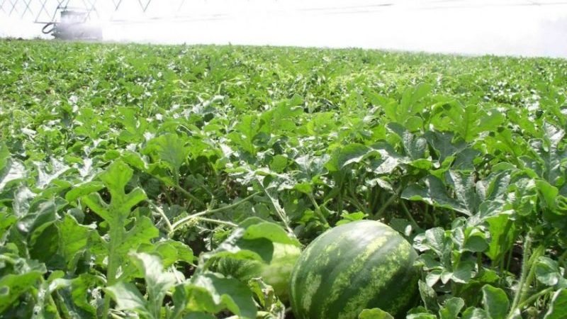 Watermeloenen buitenshuis water geven: frequentie en regels voor water geven