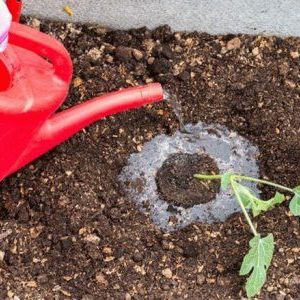 Wie man Wassermelonen im Freien gießt: Bewässerungshäufigkeit und Regeln