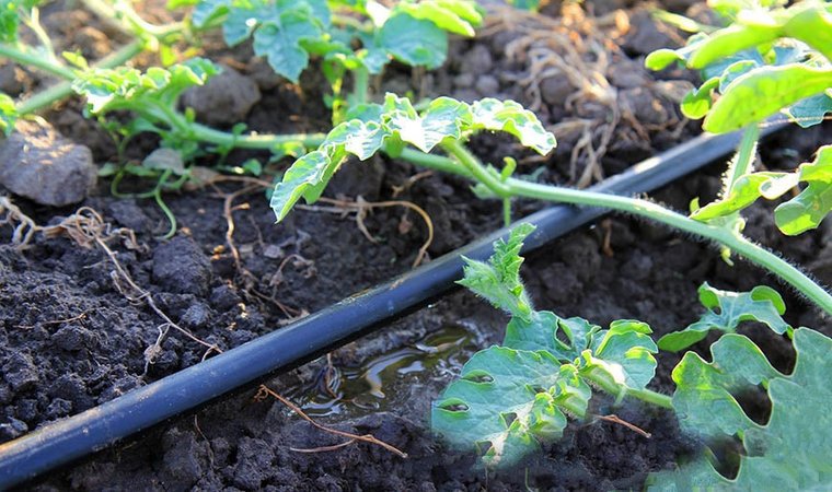 Come annaffiare le angurie all'aperto: frequenza e regole di irrigazione