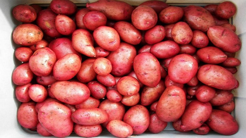 Sıcak iklimlerde yetişmek için iddiasız bir patates çeşidi Kırım gülü