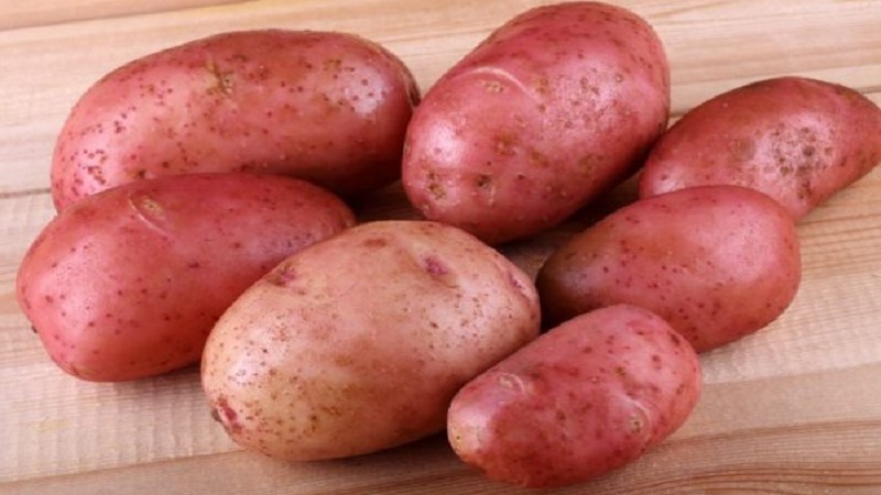 Ang isang hindi mapagpanggap na iba't ibang patatas na Crimean ay tumaas para sa paglaki sa mga mainit na klima