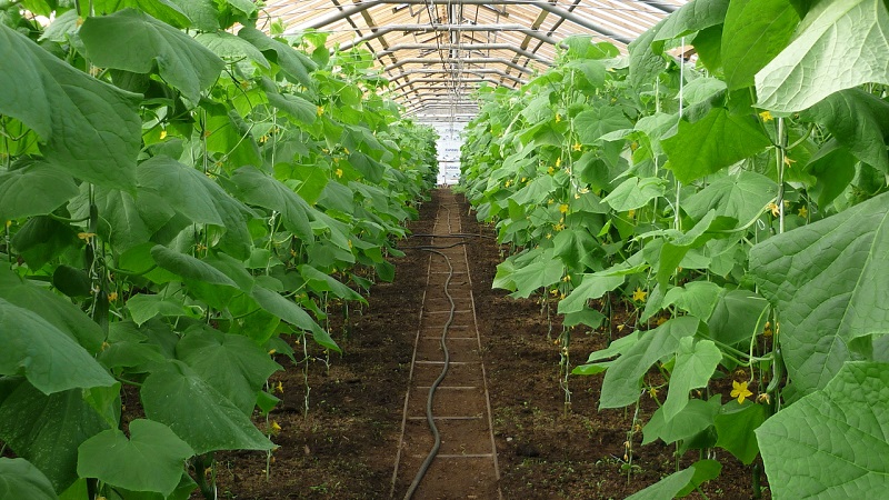 Paano tubig ang mga pipino sa isang polycarbonate greenhouse: mga tagubilin at pangunahing panuntunan
