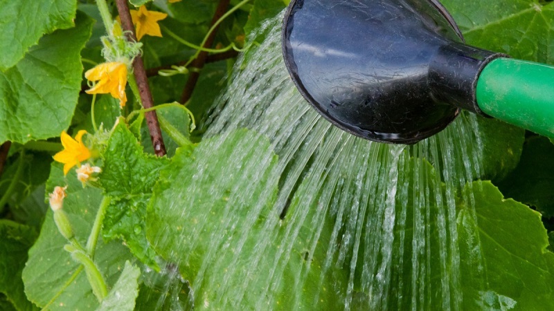Jak zalévat okurky ve skleníku z polykarbonátu: pokyny a základní pravidla