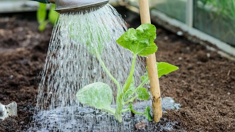Jak zalévat okurky ve skleníku z polykarbonátu: pokyny a základní pravidla