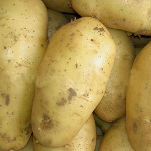 Sorcerer de variedade média de batata precoce de criadores domésticos