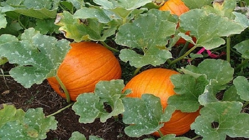 Harvesting on time: when to harvest pumpkin and how to determine its ripeness in the garden