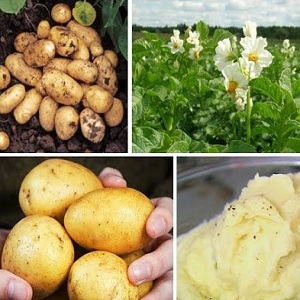 Alman yetiştiricilerden Adretta patates çeşidi
