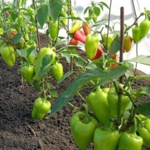 När och hur man planterar peppar i ett växthus korrekt: steg för steg instruktioner för nybörjare