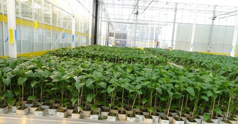 Πότε και πώς να φυτέψετε σωστά το πιπέρι σε ένα θερμοκήπιο: βήμα προς βήμα οδηγίες για αρχάριους κηπουρούς