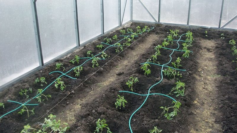 Cuándo y cómo plantar pimientos en un invernadero correctamente: instrucciones paso a paso para jardineros novatos
