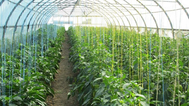 Kdy a jak správně zasadit pepř do skleníku: krok za krokem instrukce pro začínající zahradníky