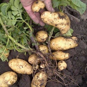 Pretentieloos in zorg en hoogproductieve aardappelras Agata