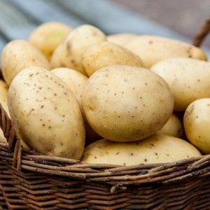 Hindi nakakagulat sa pag-aalaga at matataas na iba't ibang patatas na Agata