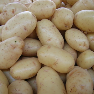 Bakım konusunda iddiasız ve yüksek verimli patates çeşidi Agata