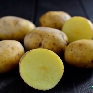 Unpretentious in care and high-yielding potato variety Agata