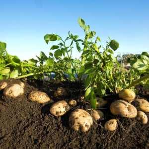 Pretentieloos in zorg en hoogproductieve aardappelras Agata